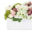 Papillon magnolia et hortensia en pot de fibres