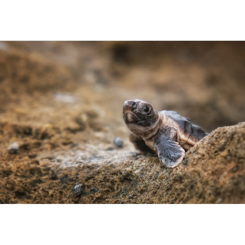 Life's Obstacles - Photographie sur toile tendue, H 8 po x l 12 po