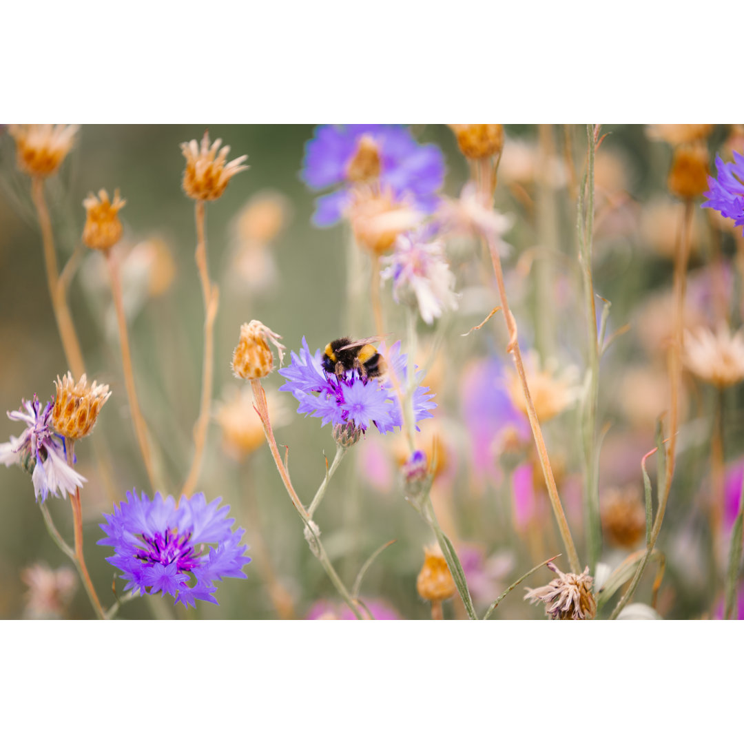 Close Up Of Bee Pollinating Wildflowers In The Meadow by Coldsnowstorm - No Frame Print on Canvas