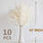 17'' Pampas Grass Plant