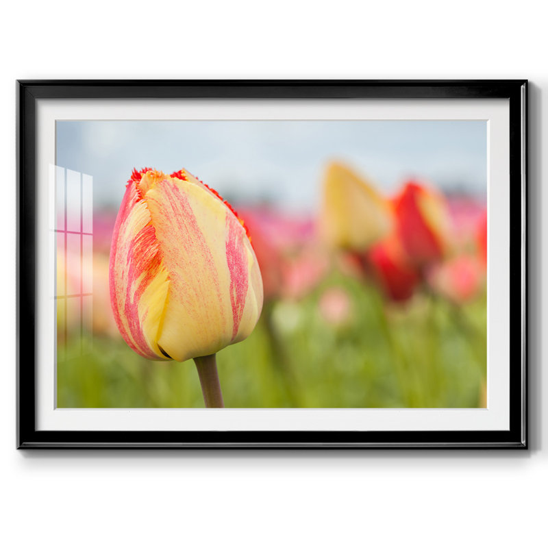 Spring Sherbet, impression sur papier encadrée, H 30 po x l 44 po x P 1,5 po, Noir