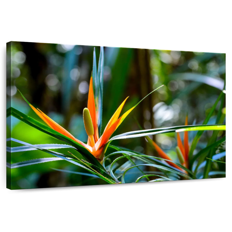 Harnek, oiseaux tropicaux du paradis