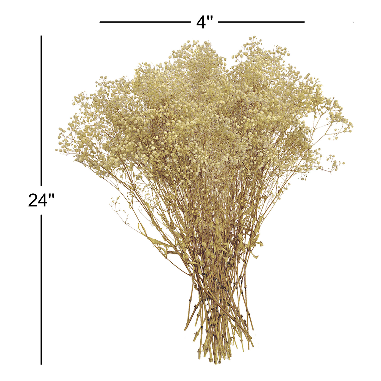 Dried Preserved Baby's Breath Stems, White