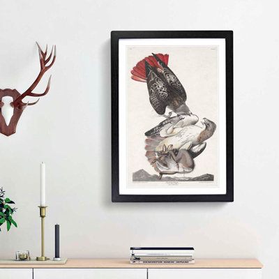 Red-Tailed Hawks by John James Audubon - Picture Frame Painting Print