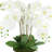 Orchids Arranged in Ceramic Key Footed Pot