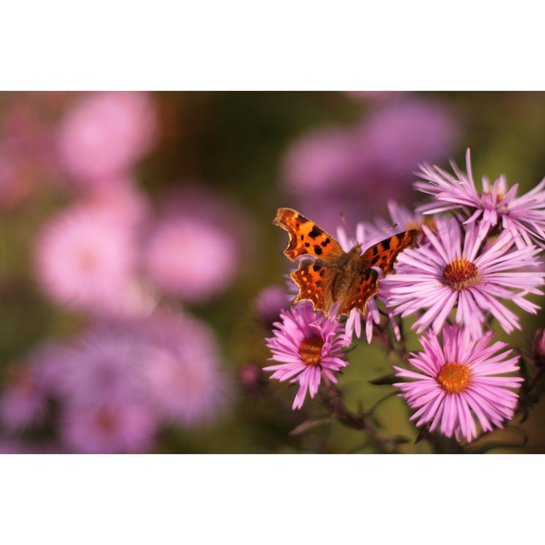 Schmetterling - Fotografie auf Leinwand