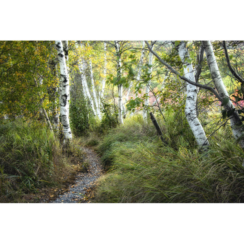 Birch Trees and Tall Grass - Photograph, 30cm H x 46cm W, Wrapped Canvas