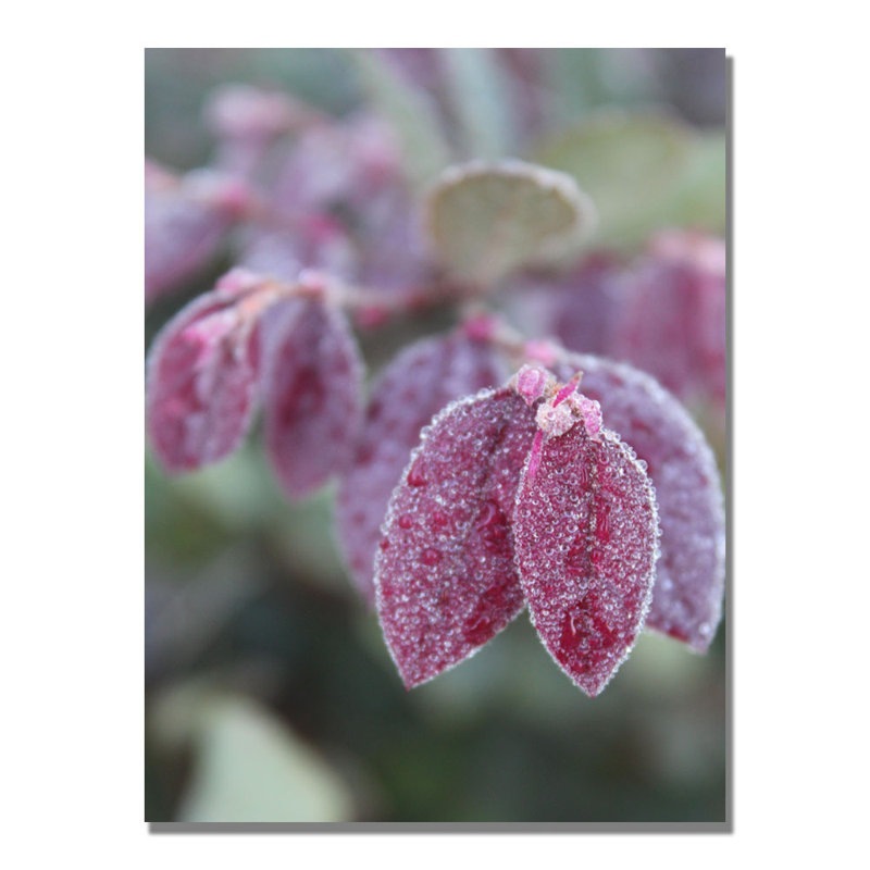 " Dew In The Moning " by Patty Tuggle, 24" H x 18" W x 2" D