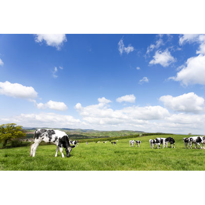 Devon Field of Cows par Urbancow
