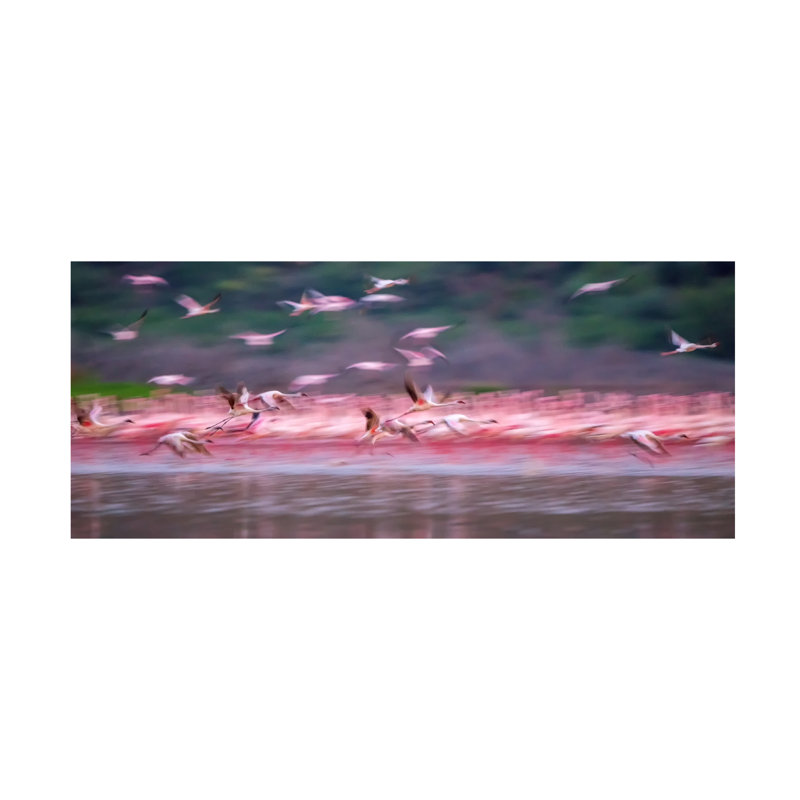 Art sur toile, flamants roses dans l'aube, H 10 po x l 24 po