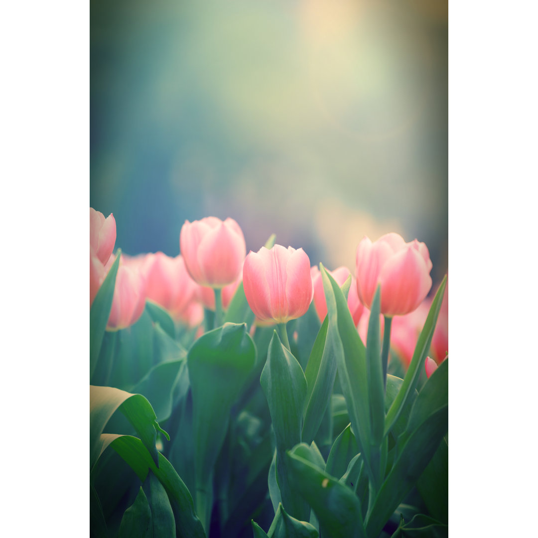 Leinwandbild Beautiful Tulip Flowers Field