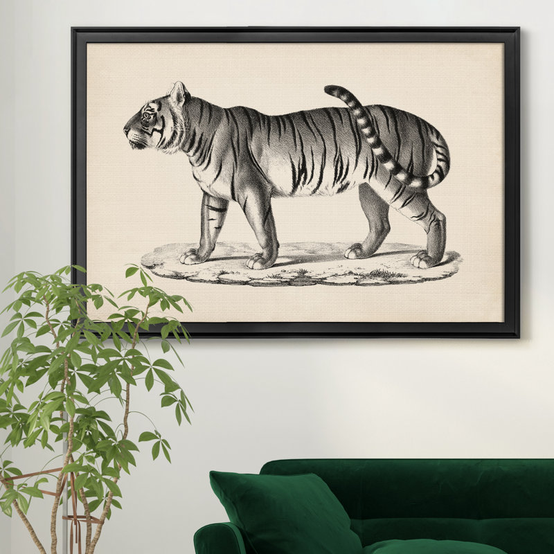 Brodtmann mâle tigre - cadre photo, reproduction d'art sur toile, Noir, H 18,5 po x l 24,5 po x P 1,5 po