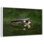 Bald Eagle Reflection