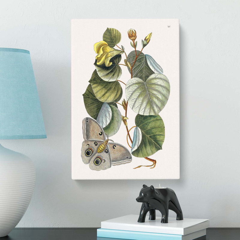 Butterfly & Mano Tree by Mark Catesby - Wrapped Canvas Painting, 50cm H x 35cm W x 3cm D
