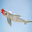 Shark Big Breeze Windsock