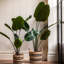 Potted Travellers Palm Tree-198401559