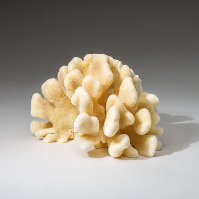 Véritable patte de chat blanc corail (2 lb)