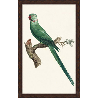 Perched Parrot 2 Print