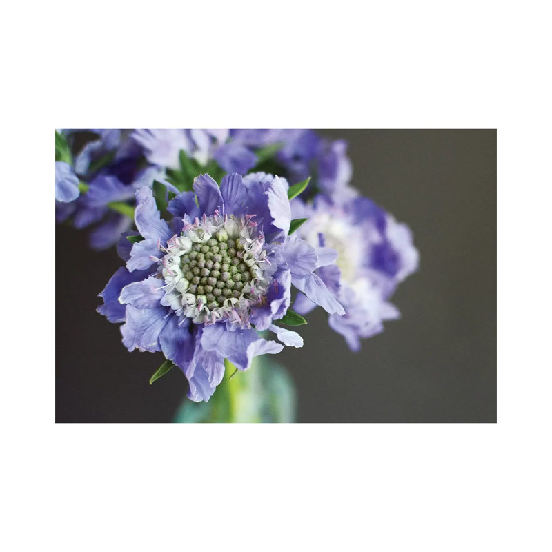 Purple Scabiosa by Lupen Grainne - Wrapped Canvas Print, 20.32 cm H x 30.48 cm W