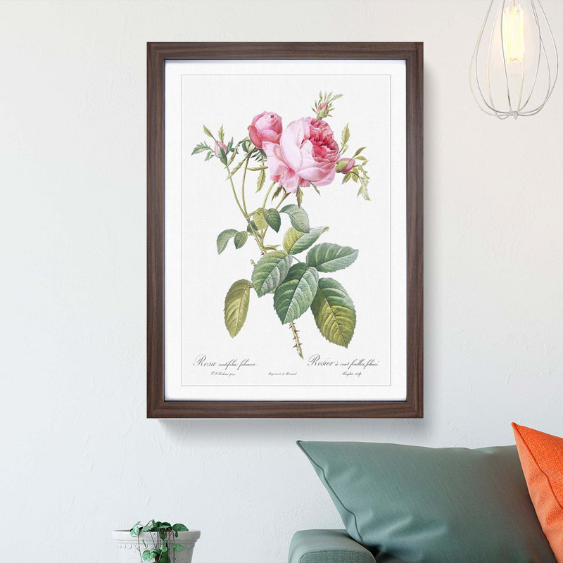 Pink Cabbage Roses in Bloom by Pierre-Joseph Redoute - Picture Frame Painting Print on MDF, 36cm H x 27cm W x 2cm D