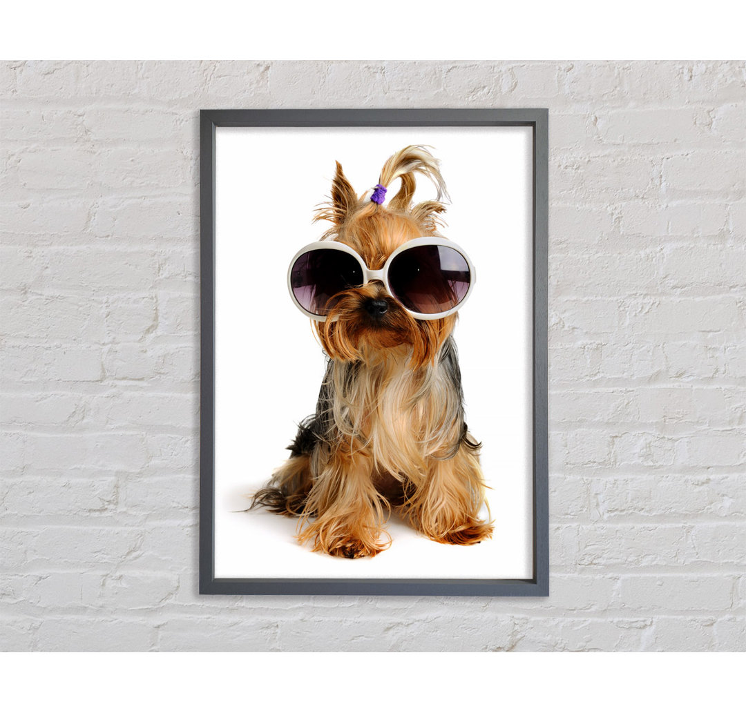 Gerahmtes Leinwandbild Yorkshire Terrier Dog Glamour