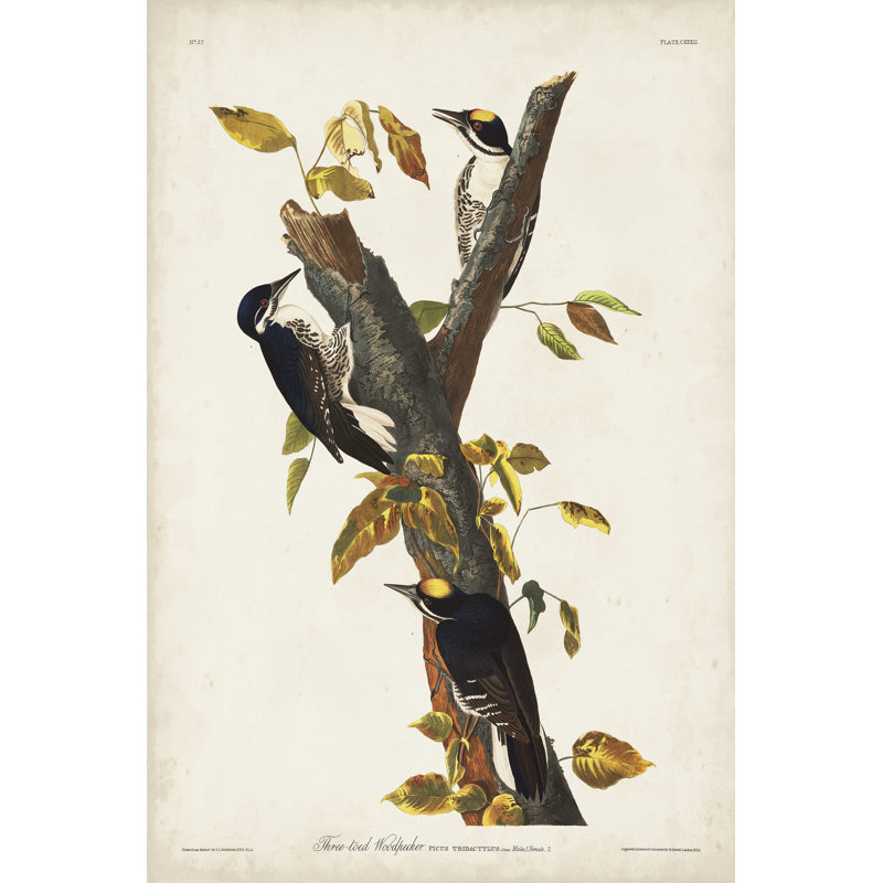 Pl. 132 Three-Toed Woodpecker by John Audubon - Wrapped Canvas Painting, 122cm H x 81cm W