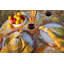 Pumpkin 100% Cotton Square Napkin-1626403568