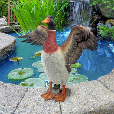 Fier canard colvert