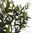 6.5FT OLIVE TREE, POTTED