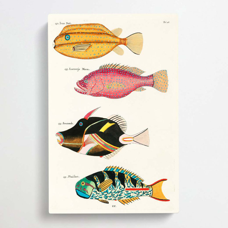 East Indies Fish Illustrations Fol. 28 by George Shaw - Wrapped Canvas, 50cm H x 35cm W x 3cm D