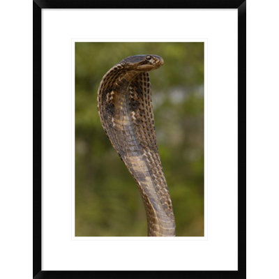 " Spectacled Cobra With Hood Flared "