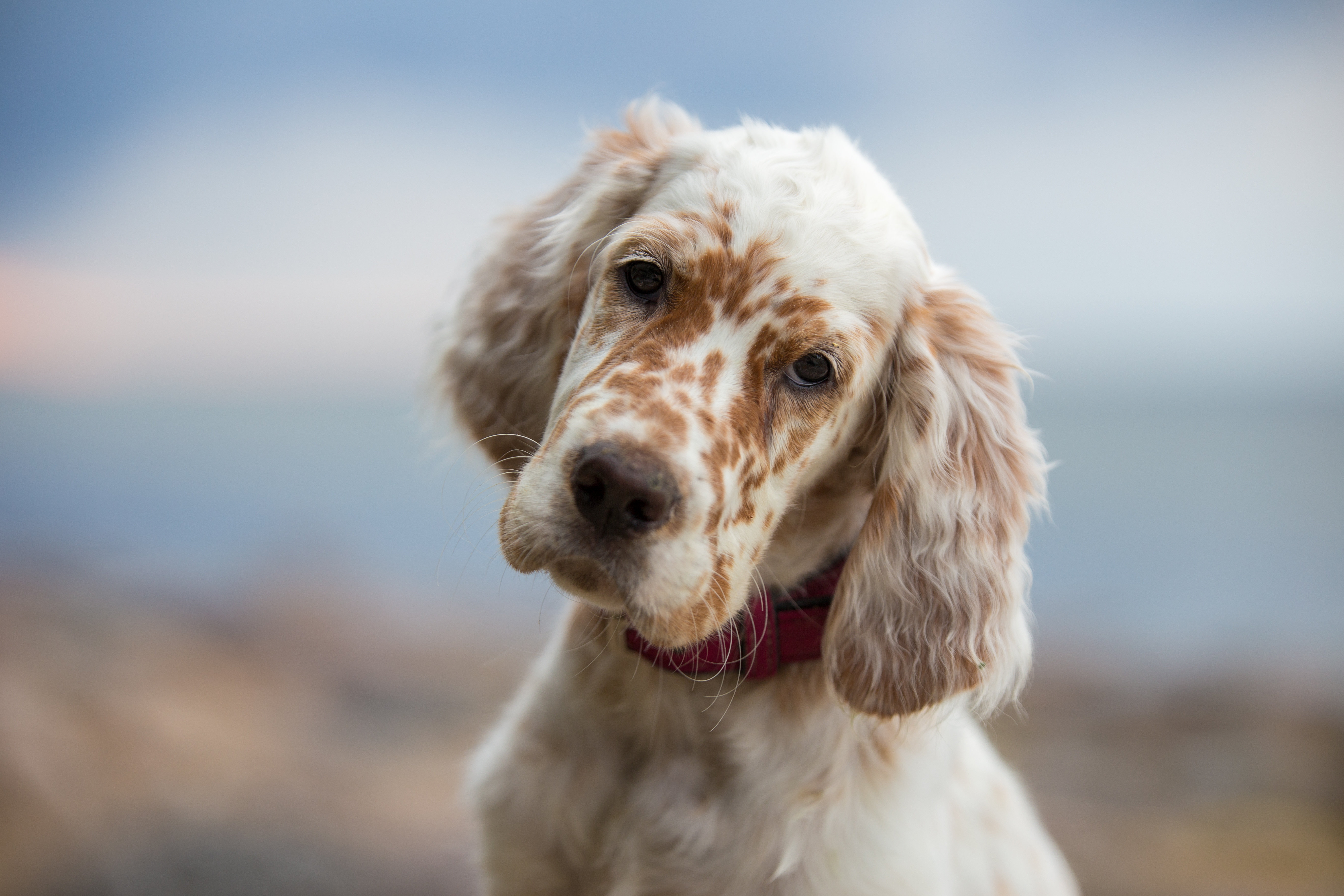 Setter dog hot sale puppy