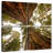 Alvord Towering Sequoia Trees