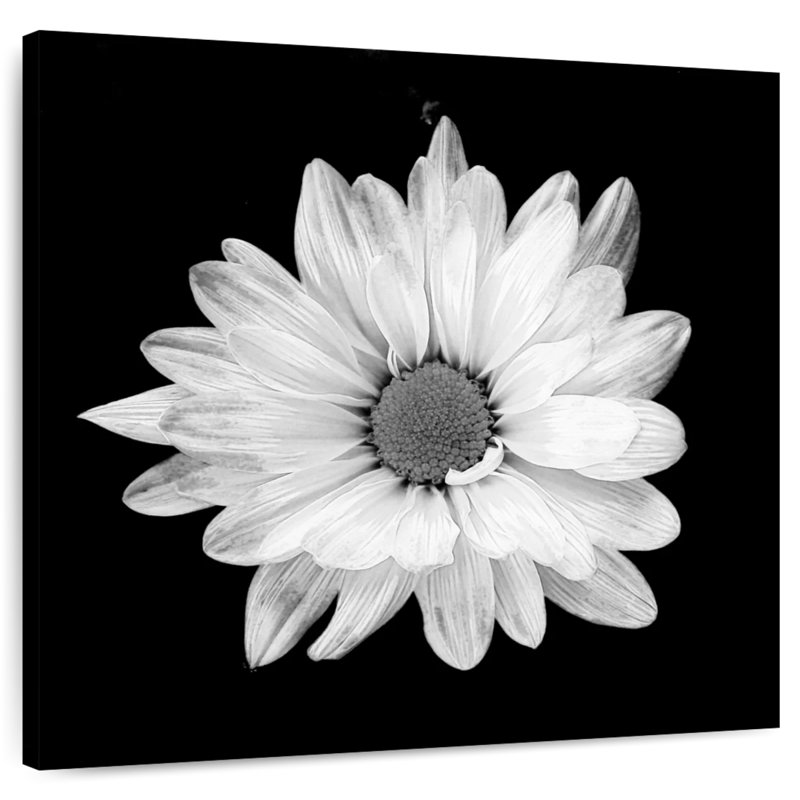 Harnek BW - marguerite blanche, H 10 po x l 10 po