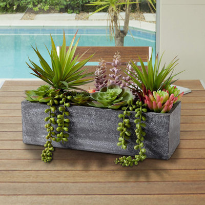 Plante grasse en pot