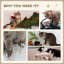 Napper Particle Board Pet Sofa