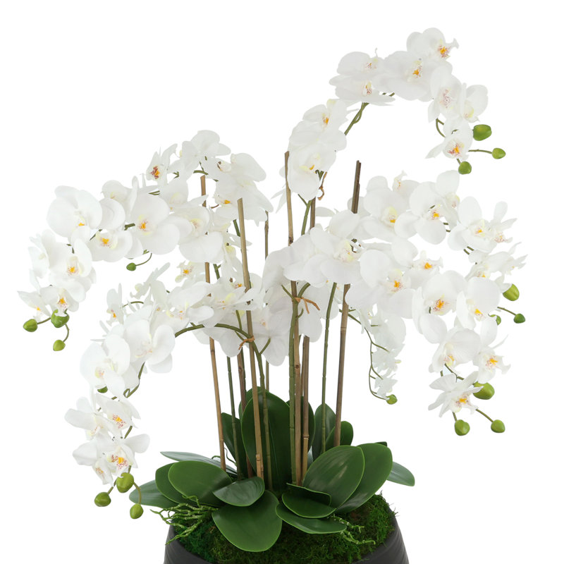 Orchid Centerpiece in Ceramic Pot, White