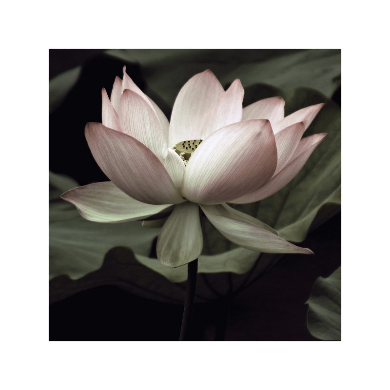 The Lotus I by Andy Neuwirth - Wrapped Canvas Print, 93.98 cm H x 93.98 cm W x 1.91 cm D