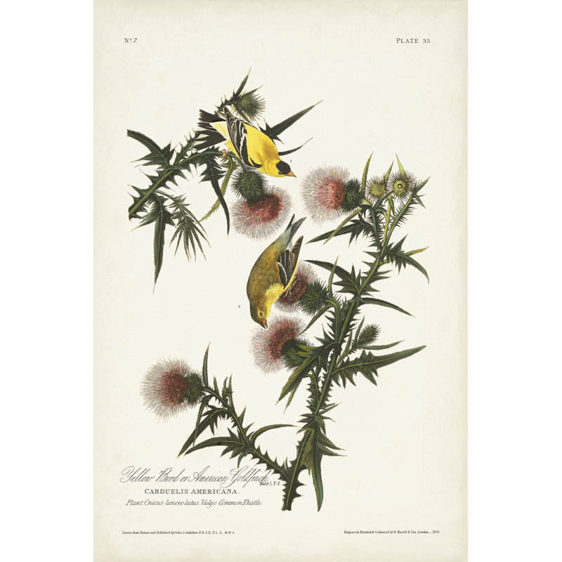 Pl. 33 pinson doré américain, H 18 po x l 12 po