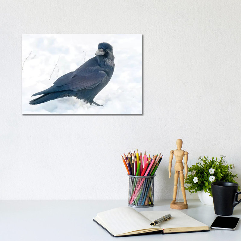 The Common Raven (Northern Raven) Is A Large All-Black Passerine Bird Found Across the Northern Hemisphere. 1 Piece Wrapped Canvas Wall Art