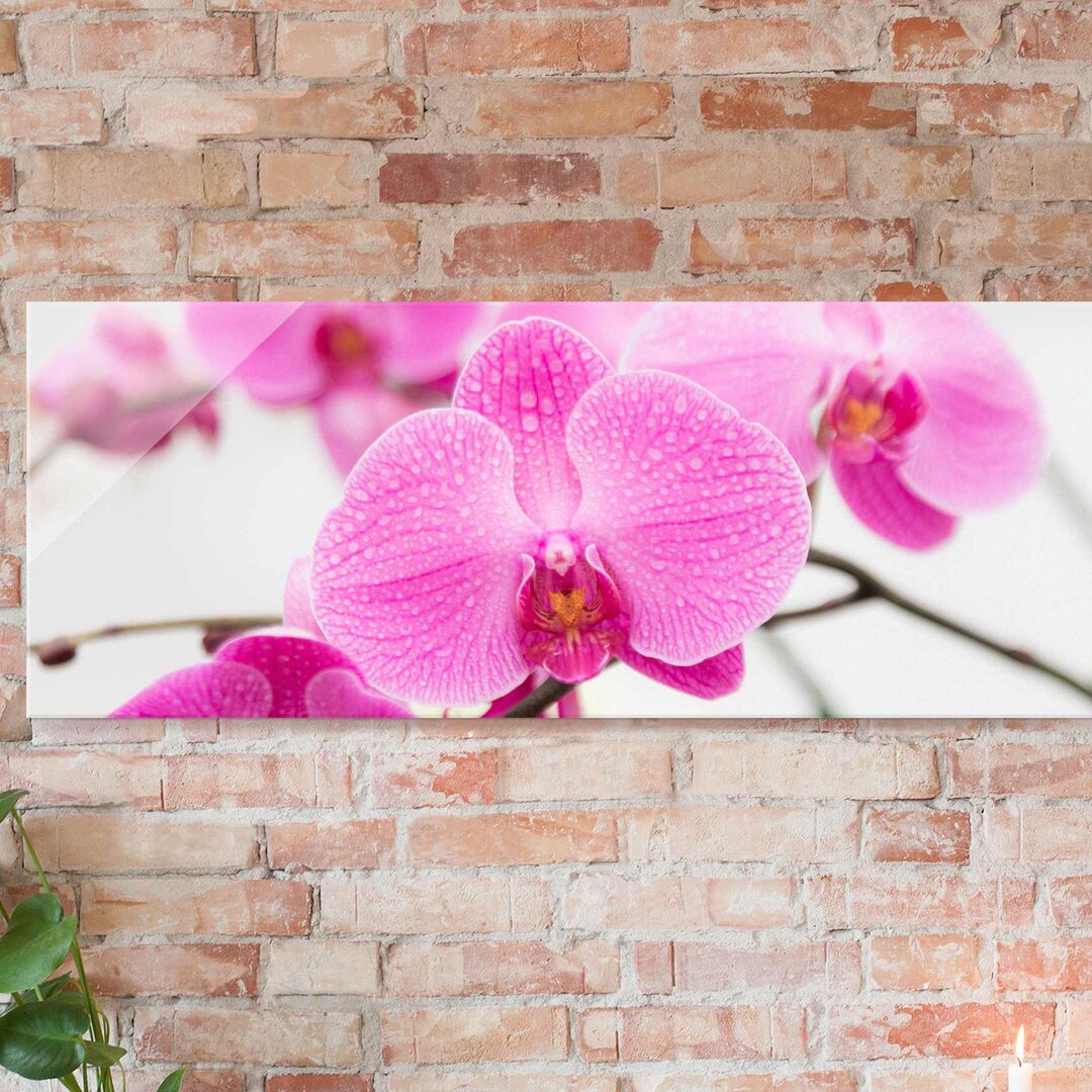 Glasbild Nahaufnahme einer Orchidee