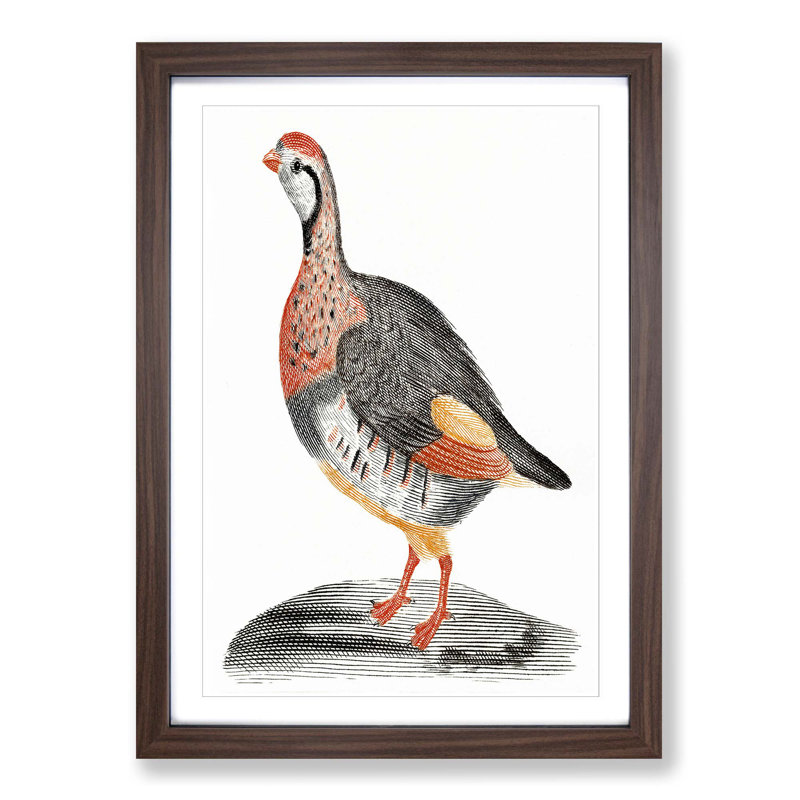 A Partridge by Johan Teyler - Single Picture Frame Painting, 33cm H x 24cm W x 2cm D, Walnut Framed