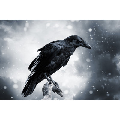 Raven by D-Keine