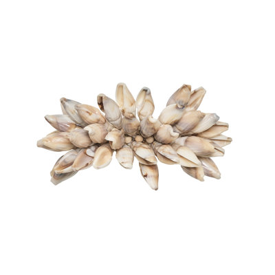 Shell Fringe Napkin Ring