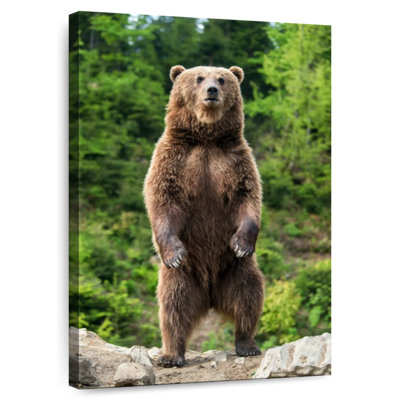 Ours grizzly debout