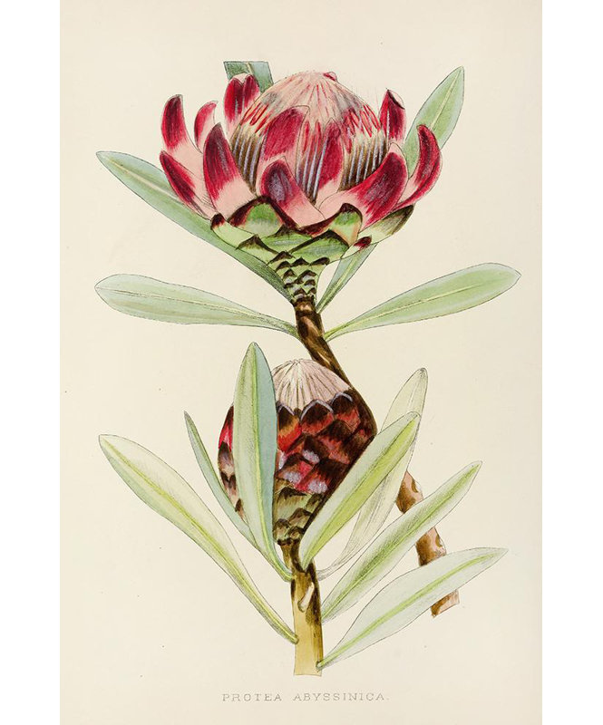 "Protea Abyssinica" par Illtyd Buller Pole-Evans - Art mural sur toile tendue avec châssis, H 48 po x l 33 po
