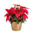 Foliage Plant in Planter