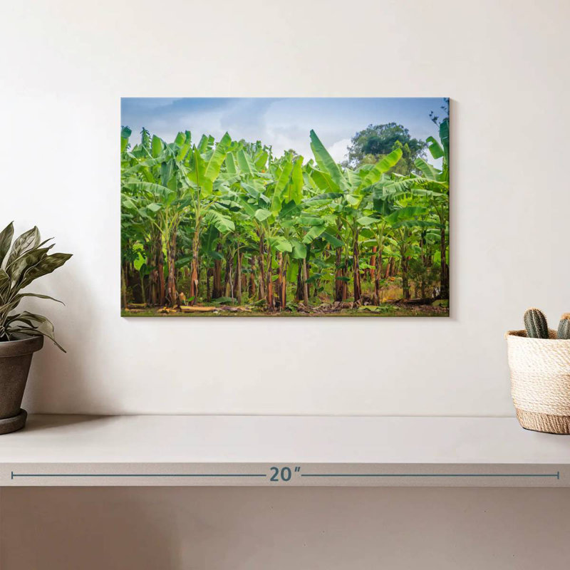 Plantation de bananes Harnek, H 8 po x l 12 po