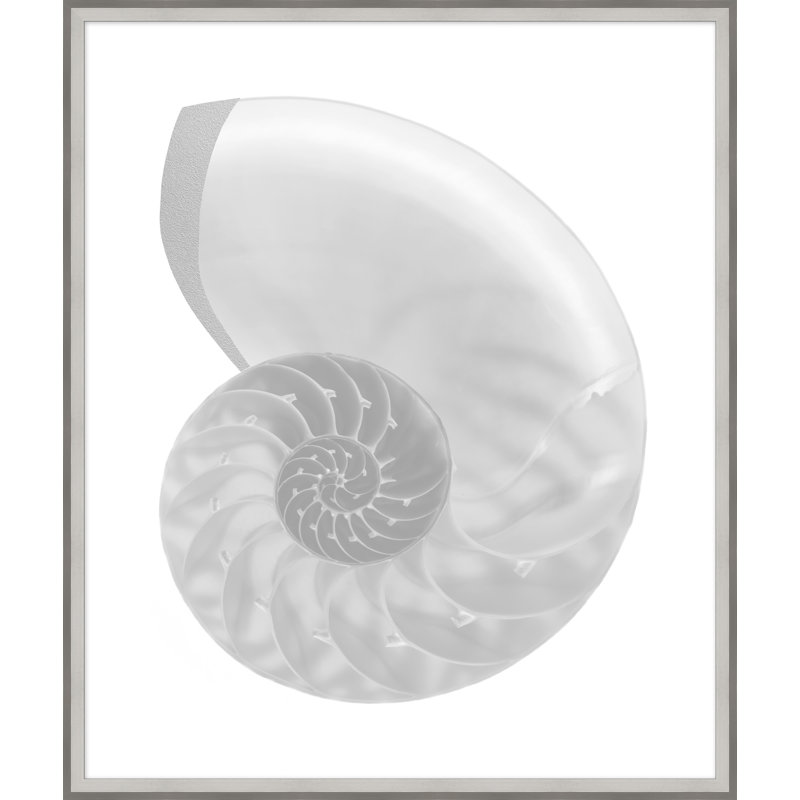 Silver Leafed Shell 4' Framed Graphic Art Print on Glass