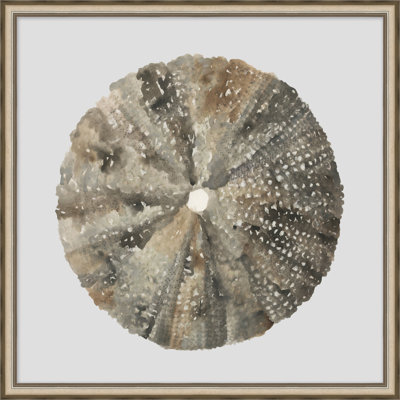 Watercolor Sea Shells 6 - Peinture sur papier